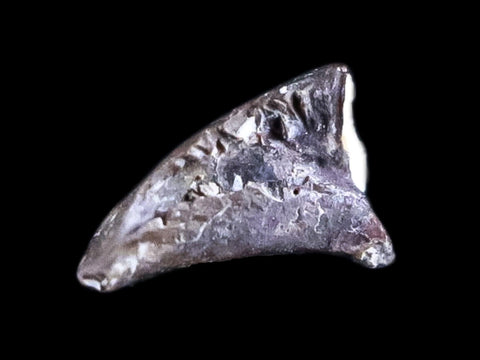 0.3" Dimetrodon Claw Fossil Permian Age Reptile Waurika Oklahoma COA, Display - Fossil Age Minerals