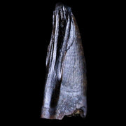 1" Albertosaurus Fossil Juvenile Premax Tooth Tyrannosaur Cretaceous Dinosaur COA