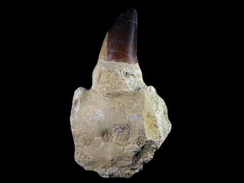 4.8" Mosasaur Prognathodon Fossil Jaw Teeth Cretaceous Dinosaur Era Tooth COA - Fossil Age Minerals