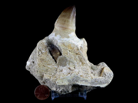 4.5" Mosasaur Prognathodon Fossil Jaw Teeth Cretaceous Dinosaur Era Tooth COA - Fossil Age Minerals