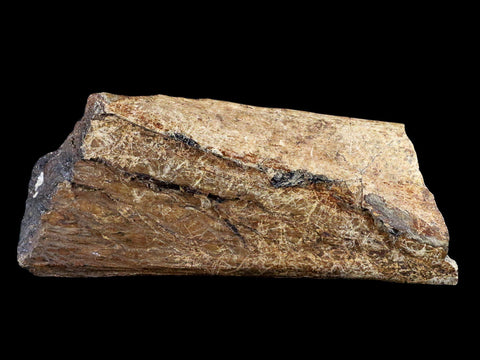 6" Corythosaurus Fossil Ischium Bone Judith River FM MT Cretaceous Dinosaur COA - Fossil Age Minerals