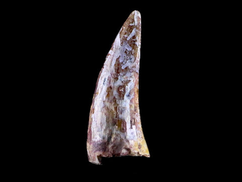 0.6" Phytosaur Fossil Tooth Triassic Age Archosaur Redonda FM NM COA & Display - Fossil Age Minerals