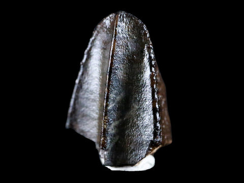 XL 0.7" Gryposaurus Fossil Tooth Duck-Billed  Dinosaur Judith River MT COA, Display - Fossil Age Minerals