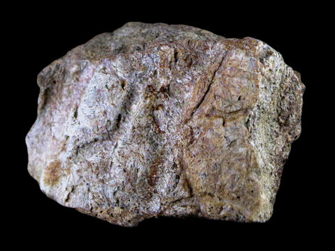 1.9" Centrosaurus Frill Fossil Bone Judith River FM Cretaceous Dinosaur MT COA - Fossil Age Minerals
