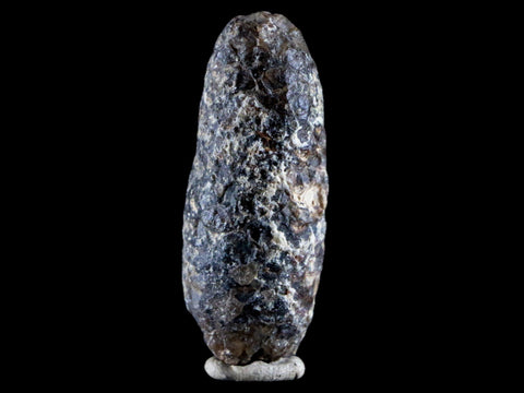 1.8" Fossil Pine Cone Equicalastrobus Replaced By Agate Eocene Age Seeds Fruit - Fossil Age Minerals
