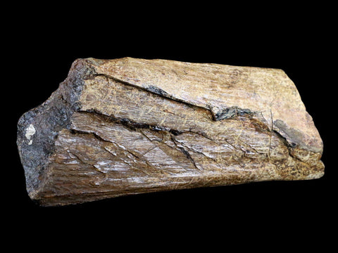 6" Corythosaurus Fossil Ischium Bone Judith River FM MT Cretaceous Dinosaur COA - Fossil Age Minerals