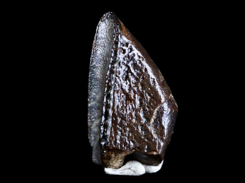XL 0.7" Gryposaurus Fossil Tooth Duck-Billed  Dinosaur Judith River MT COA, Display - Fossil Age Minerals