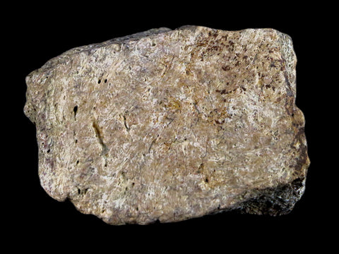 1.9" Centrosaurus Frill Fossil Bone Judith River FM Cretaceous Dinosaur MT COA - Fossil Age Minerals
