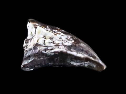 0.3" Dimetrodon Claw Fossil Permian Age Reptile Waurika Oklahoma COA, Display - Fossil Age Minerals