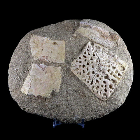 7.2" Crocodile Scute Armor Dermal Plate Fossil Bones Dinosaur Age Morocco Stand - Fossil Age Minerals