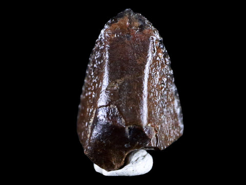 XL 0.7" Gryposaurus Fossil Tooth Duck-Billed  Dinosaur Judith River MT COA, Display - Fossil Age Minerals