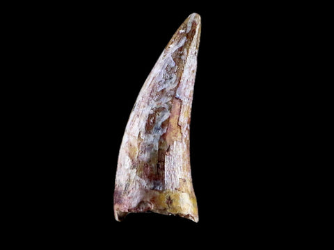 0.6" Phytosaur Fossil Tooth Triassic Age Archosaur Redonda FM NM COA & Display - Fossil Age Minerals