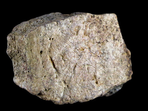 1.9" Centrosaurus Frill Fossil Bone Judith River FM Cretaceous Dinosaur MT COA - Fossil Age Minerals