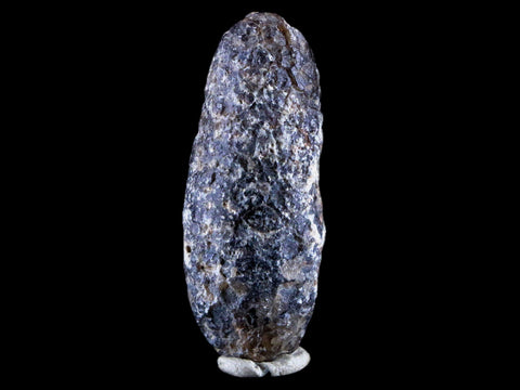 1.8" Fossil Pine Cone Equicalastrobus Replaced By Agate Eocene Age Seeds Fruit - Fossil Age Minerals