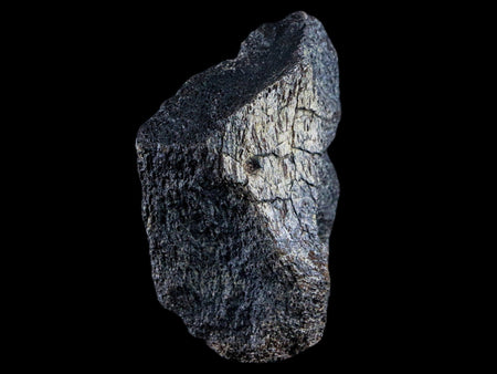 2.6" Lambeosaurus Fossil Bone Judith River FM Montana Cretaceous Dinosaur COA