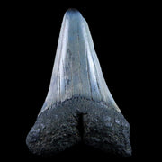 2.3" Quality Cosmopolitodus Hastalis Mako Shark Tooth Serrated Fossil Miocene Age