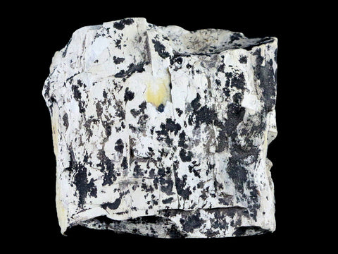 4" Stegosaurus Fossil Limb Bone Morrison FM Wyoming Jurassic Age Dinosaur COA - Fossil Age Minerals