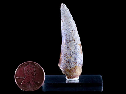 1.9" Phytosaur Fossil Tooth Triassic Age Archosaur Redonda FM NM COA & Display - Fossil Age Minerals
