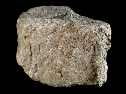 1.9" Centrosaurus Frill Fossil Bone Judith River FM Cretaceous Dinosaur MT COA - Fossil Age Minerals