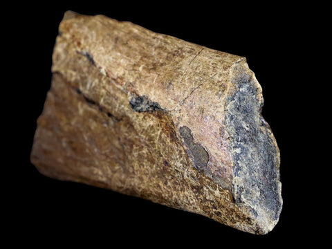 6" Corythosaurus Fossil Ischium Bone Judith River FM MT Cretaceous Dinosaur COA - Fossil Age Minerals