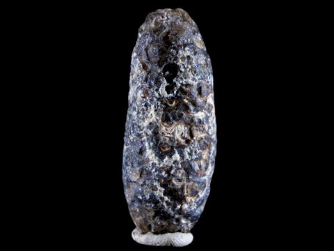 1.8" Fossil Pine Cone Equicalastrobus Replaced By Agate Eocene Age Seeds Fruit - Fossil Age Minerals
