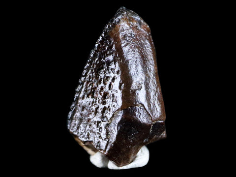XL 0.7" Gryposaurus Fossil Tooth Duck-Billed  Dinosaur Judith River MT COA, Display - Fossil Age Minerals