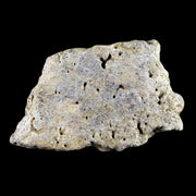 2.5" Centrosaurus Frill Fossil Bone Judith River FM Cretaceous Dinosaur MT COA