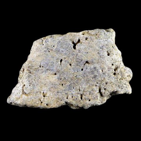 2.5" Centrosaurus Frill Fossil Bone Judith River FM Cretaceous Dinosaur MT COA - Fossil Age Minerals