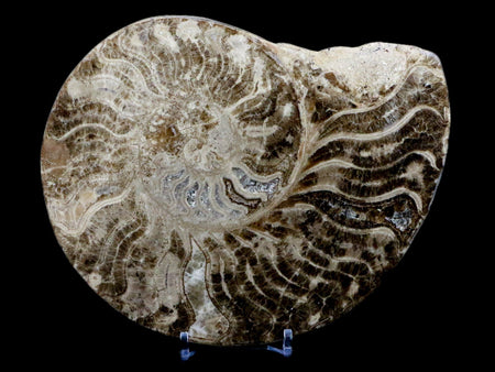 XL 6.1" Choffaticeras Ammonite Fossil Cut Pair Shell Cretaceous Age Morocco Stands