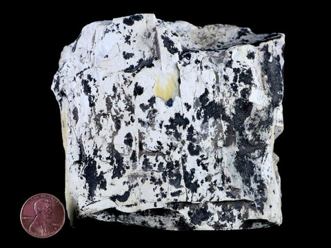 4" Stegosaurus Fossil Limb Bone Morrison FM Wyoming Jurassic Age Dinosaur COA - Fossil Age Minerals