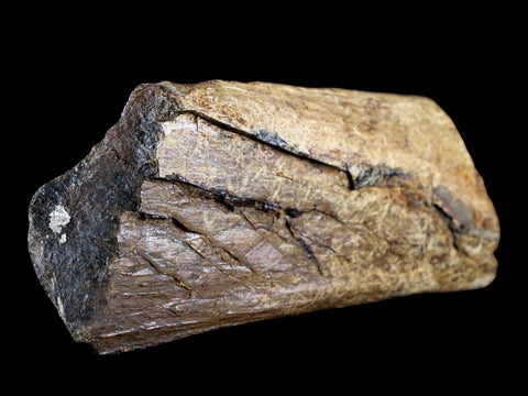 6" Corythosaurus Fossil Ischium Bone Judith River FM MT Cretaceous Dinosaur COA - Fossil Age Minerals