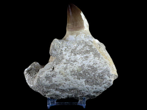 4.5" Mosasaur Prognathodon Fossil Jaw Teeth Cretaceous Dinosaur Era Tooth COA - Fossil Age Minerals