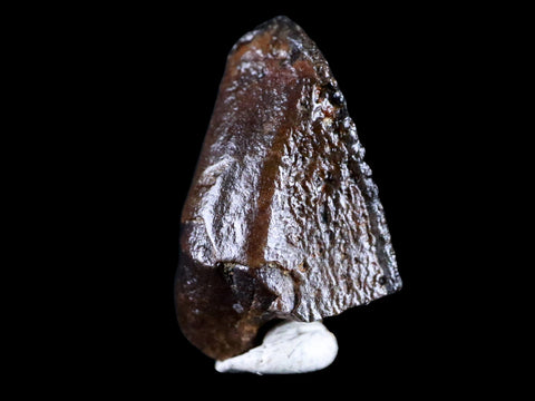 XL 0.7" Gryposaurus Fossil Tooth Duck-Billed  Dinosaur Judith River MT COA, Display - Fossil Age Minerals