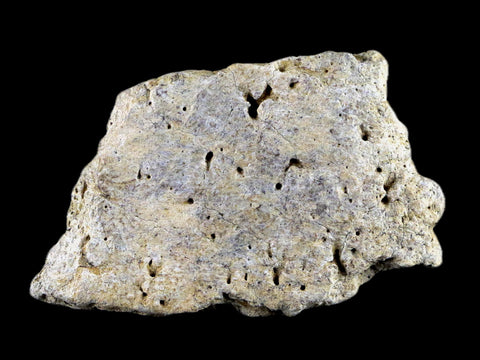2.5" Centrosaurus Frill Fossil Bone Judith River FM Cretaceous Dinosaur MT COA - Fossil Age Minerals