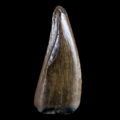 0.7" Albertosaurus Fossil Juvenile Premax Tooth Tyrannosaur Cretaceous Dinosaur COA - Fossil Age Minerals