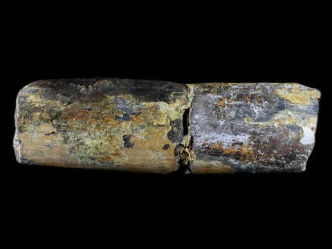 5.2" Diplodocus Rib Bone Fossil Morrison FM Wyoming Jurassic Age Dinosaur COA - Fossil Age Minerals