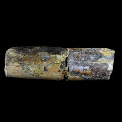 Diplodocus Fossil Collection