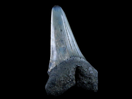 2.3" Quality Cosmopolitodus Hastalis Mako Shark Tooth Serrated Fossil Miocene Age