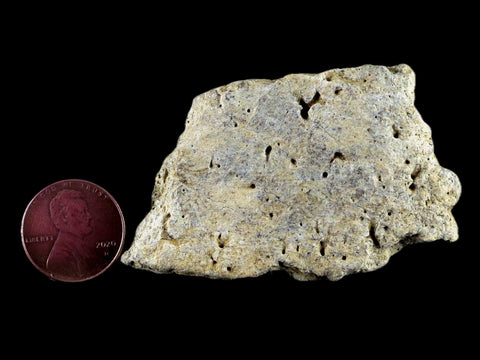 2.5" Centrosaurus Frill Fossil Bone Judith River FM Cretaceous Dinosaur MT COA - Fossil Age Minerals