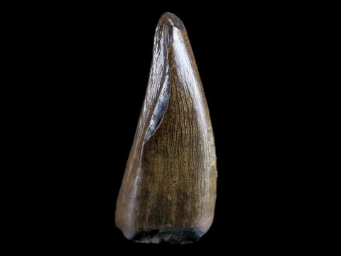 0.7" Albertosaurus Fossil Juvenile Premax Tooth Tyrannosaur Cretaceous Dinosaur COA - Fossil Age Minerals