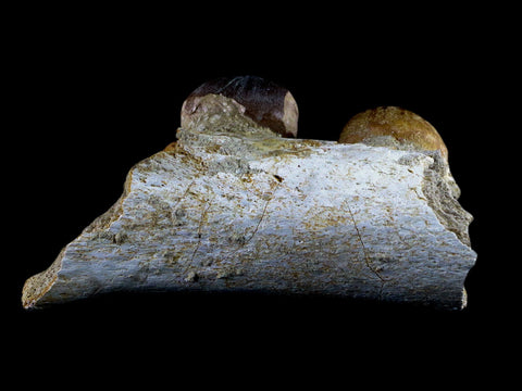 4.3" Globidens Mosasaur Fossil Teeth Jaw Bone Cretaceous Dinosaur Era COA - Fossil Age Minerals