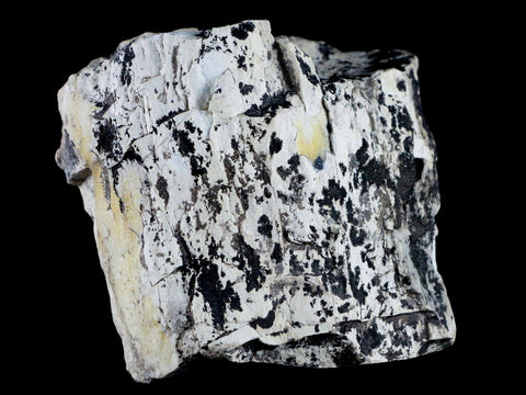 4" Stegosaurus Fossil Limb Bone Morrison FM Wyoming Jurassic Age Dinosaur COA - Fossil Age Minerals