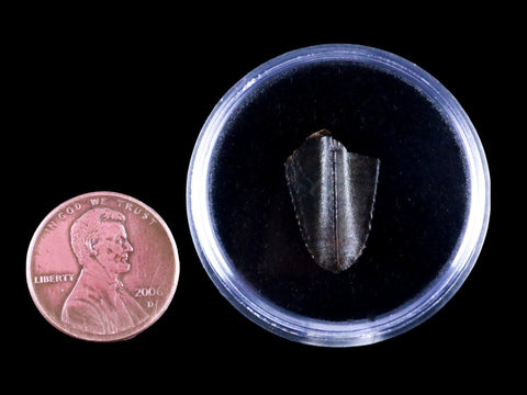 XL 0.7" Gryposaurus Fossil Tooth Duck-Billed  Dinosaur Judith River MT COA, Display - Fossil Age Minerals