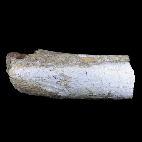 6" Torosaurus Fossil Rib Bone Lance Creek FM WY Cretaceous WY Dinosaur COA - Fossil Age Minerals