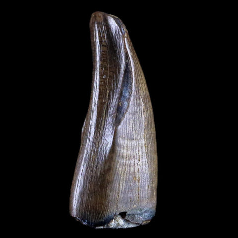 0.7" Albertosaurus Fossil Juvenile Premax Tooth Tyrannosaur Cretaceous Dinosaur COA - Fossil Age Minerals