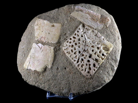 7.2" Crocodile Scute Armor Dermal Plate Fossil Bones Dinosaur Age Morocco Stand - Fossil Age Minerals