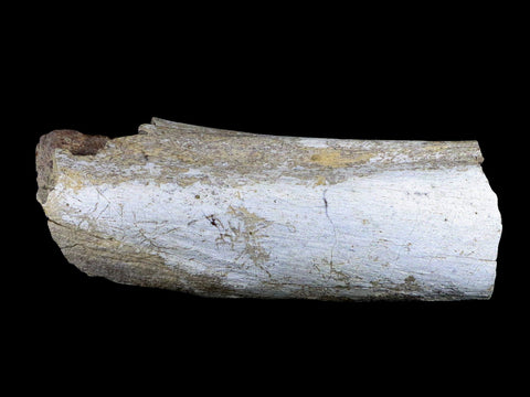 6" Torosaurus Fossil Rib Bone Lance Creek FM WY Cretaceous WY Dinosaur COA - Fossil Age Minerals