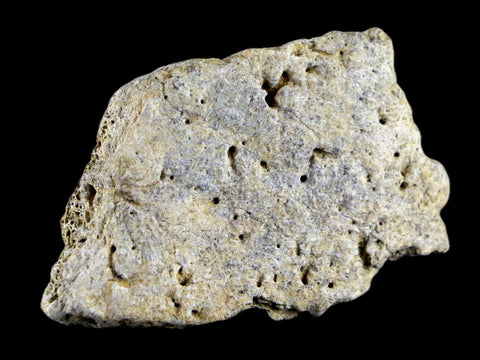 2.5" Centrosaurus Frill Fossil Bone Judith River FM Cretaceous Dinosaur MT COA - Fossil Age Minerals