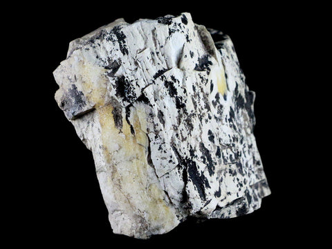 4" Stegosaurus Fossil Limb Bone Morrison FM Wyoming Jurassic Age Dinosaur COA - Fossil Age Minerals