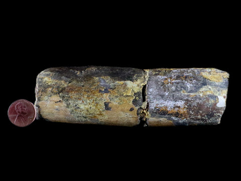 5.2" Diplodocus Rib Bone Fossil Morrison FM Wyoming Jurassic Age Dinosaur COA - Fossil Age Minerals